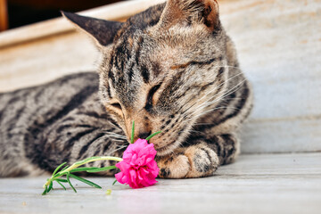 Portrait of cat smelling flower.