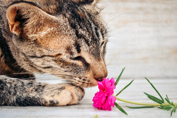 Portrait of cat smelling flower.