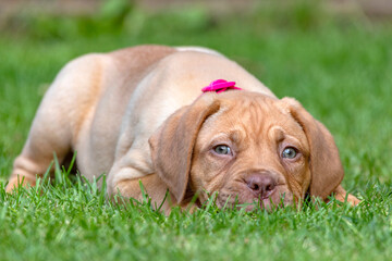 A portrait shot of Mabel, an 8 week old Dogue de Bordeaux (French Mastiff) bitch, with the less common fawn isabella colouring, as she lays in her new garden.