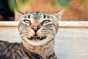 Portrait of a cat making funny face towards camera.