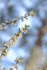 Cherry Blossom with Soft focus and color filter. Sakura season Background. Весна. Вишня. Cherry Blossom with Soft focus and color filter, Sakura season Background. Шмель. Бабочка