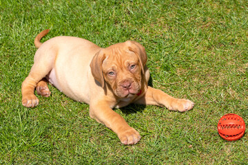 Mabel, an 8 week old Dogue de Bordeaux (French Mastiff) bitch, with the less common fawn isabella colouring, plays with her new chew ball, having discovered that it holds treats in the grooves!