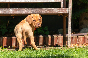Obraz na płótnie Canvas Mabel, an 8 week old Dogue de Bordeaux (French Mastiff) bitch, with the less common fawn isabella colouring, looks behind her to make sure she's not alone as she investigates her new garden. 