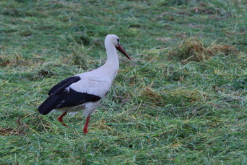 Storch auf Nahrungssuche auf einer Wiese