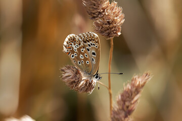 A Chalk Hill Blue Butterfly perched on a grass seed head. 
