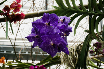 Orchideen, Cymbidium