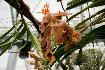 Orchideen, Cymbidium