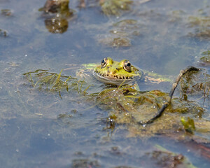 Wasserfrosch