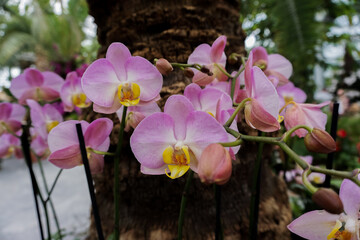 Orchidee Orchideen blühen  rosa