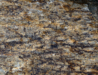 Petrified wood texture. Окаменелое дерево.