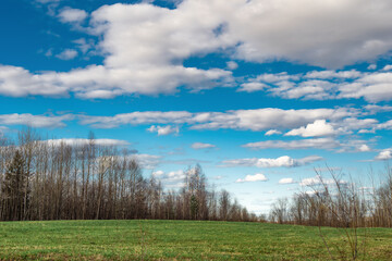 Obraz premium spring landscape - a green meadow against the background of a dry forest and a blue sky with white clouds on a sunny day.