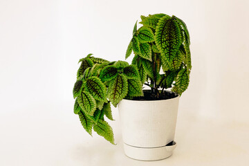 Young small sprawling beautiful bush of a house plant Pilea involucrata Moon Valley in a white...