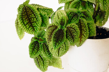 Young small sprawling beautiful bush of a house plant Pilea involucrata Moon Valley in a white plastic pot on a white background.