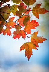 autumn background blurred bokeh landscape trees, leaves and sky. Yellow autumn leaves.