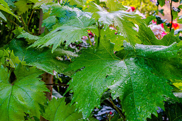 green grape leaves with water drops after rain background