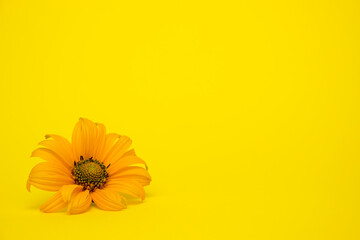single yellow flower on a yellow background