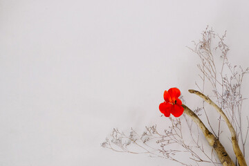 Flower arrangement on a white background from dry plants, a smooth tree branch from which a bright red geranium flower sticks out. Floritic photography for writing text.