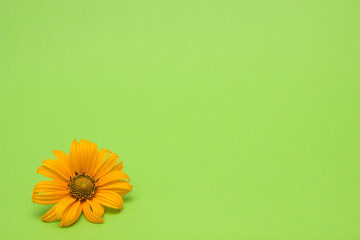 single yellow flower on a green background