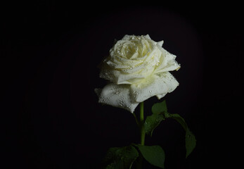 white rose on a dark background with dew drops