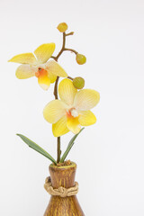 yellow orchid flowers in a vase on a white background