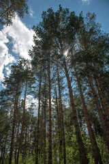 Winter forest. Trees. Snow. Winter landscape.