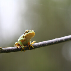 Tree frog on a tree branch.
