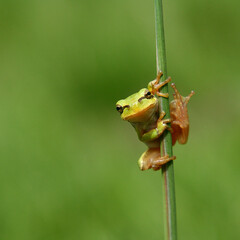 Tree frog on green grass.