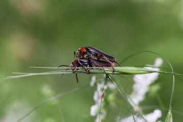 Insect mating