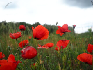 Fototapeta premium Close-up photo of red poppies and grass land taken on a cloudy day