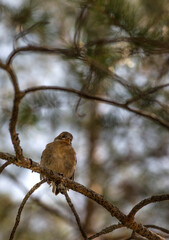A sparrow on the tree branches. Воробей