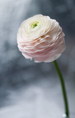 Ranunculus.  Best card for Valentine`s day. I love you! Happy Valentina`s Day! flower. Detailed retouch. Art.