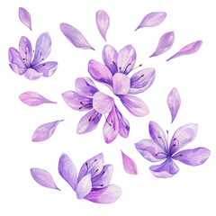 Watercolor purple flowers for design