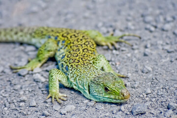 Eyed Lizard also known as Ocellated Lizard or Jeweled Lizard or Timon lepidus.