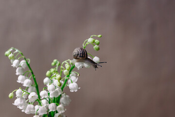 A small snail crawls on a thin stalk of lily of the valley, blooming in white flowers, located in a bouquet on a gray background