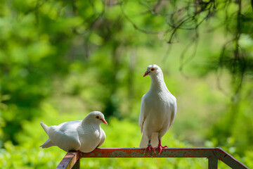 A couple of white domesticated doves, known as release doves or domestic rock doves (Columba livia domestica) in Tuscany, Italy .