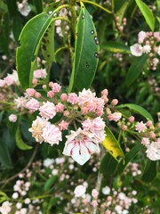 blooming apple tree