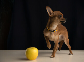 Dog Chihuahua head portrait - Short-haired - Black background. Chihuahua dog. Dog. Animals. 