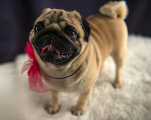 МОПС. Sweet pug is interested. The pug on the rug. Dog cute Pug. Dog. Pug on a white rug. собака МОПС. порода мопс.