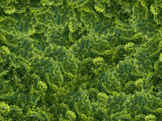 Fototapeta na wymiar Texture of dense green tree crowns. Foliage. Impenetrable forest.