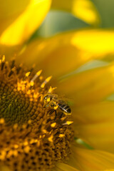 Sunflower field. Sunflowers on blue sky background. Sunflowers on a blue background. Sunflower with bumblebee. Подсолнух. Исчезновения пчел. Disparition des abeilles.