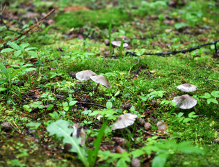 summer mushrooms crawled out of the earth after a night rain