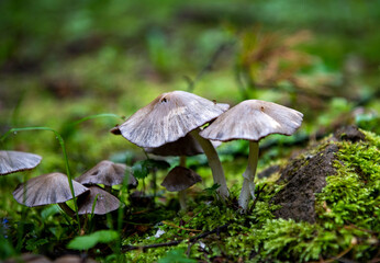 summer mushrooms crawled out of the earth after a night rain