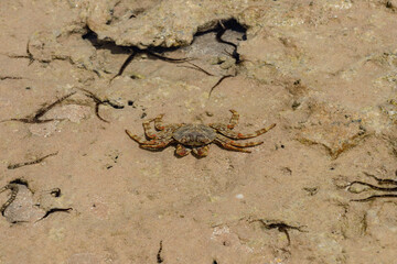 КРАБ, Red crab. Red sea. Egypt. close up. Top view. 