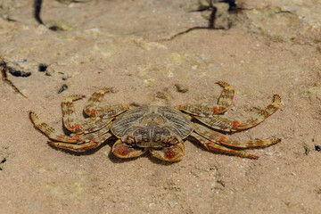 КРАБ, Red crab. Red sea. Egypt. close up. Top view. 