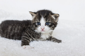 close up of tiger striped newborn small tabby kitten 