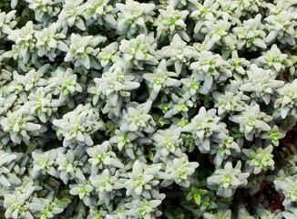 background of plants of fragrant thyme typical aromatic herb in