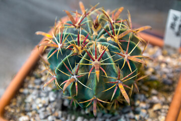 Cactus (Ferocactus) in a flower pot.