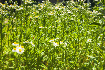Nature in summer, wild flowers in meadow. Matricaria chamomilla Сhamomile or Italian/German/Hungarian Chamomile. Аlowers сhamomile ordinary closeup. background with medicinal сhamomile.