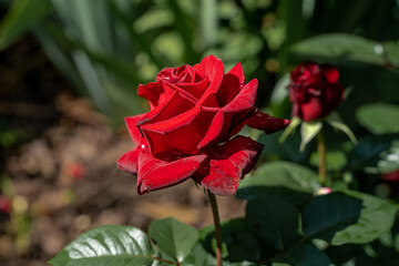 Beautiful red rose and natural green leaf in the garden.