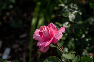 Beautiful pink rose and natural green leaf in the garden.